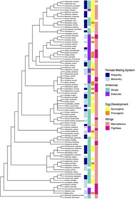 Movement and olfactory signals: Sexually dimorphic antennae and female flightlessness in moths